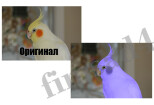 Замена цвета на фото и картинках 11 - kwork.ru